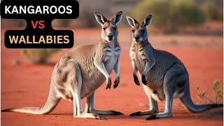 What Is The Difference Between Kangaroos And Wallabies Animal Facts Finder [upl. by Ttenrag565]