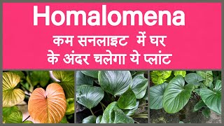 Indoor plant Homalomena care amp propagation॥होमालोमेना प्लांट की देखभाल कैसे करे॥Best low light plant [upl. by Aisyle]