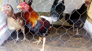 como enrasar o cruzar una gallina fina CRIADEROS Y GALLERIA LOS 3MEN2 [upl. by Armanda]