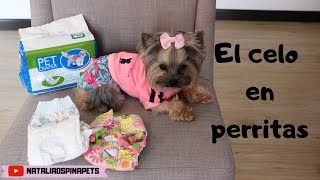 Como Manejar el Celo en perritas  Tips by Natalia Ospina [upl. by Kcirdla]