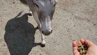 Esel im Tiererlebnispak Buchenberg Waidhofen an der Ybbs kluge Tiere  Jeder hat seinen Rang [upl. by Malley317]