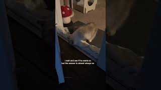 I was shocked catmom proud cats vlog outside pets ragdollcats meow [upl. by Semajwerdna687]