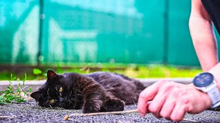 The Soft Side of My Black Norwegian Forest Cat 😍 [upl. by Ehcsrop]