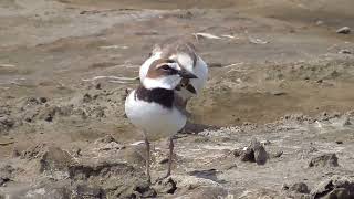 Wilsons plover South Padre Island [upl. by Brogle]