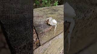 Crab Spider attacked by pseudoscorpion1 [upl. by Aiuoqes]