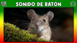 SONIDO DE RATON 🐭 [upl. by Ellicott870]