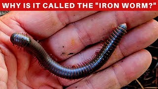 The American Giant Millipede never ceases to amaze Everything you need to know [upl. by Garnes]