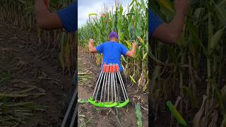 Essential Corn Farming Tools for Rural Farmer  Save Time and Money shorts youtubeshorts [upl. by Ynwat]