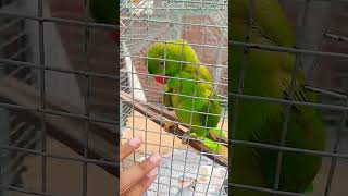 talkingparrot shortsvideo birds jaan ringneckparrot [upl. by Anerdna]