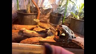 Sailfin Dragon eats a giant roach [upl. by Aramac]