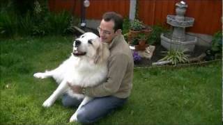 Pyrenean Mountain Dogs  Great Pyrenees  Penellcy Penny [upl. by Falo]