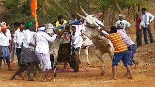 Powerful Hallikar bullocks runs at 21 miles per hour speed [upl. by Lenrow]