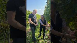 🍇 WEINLESE im Weingut St Antony mit meinem Lieblingswinzer Dirk Würtz und vielen Erntehelfern🍷 [upl. by Nottap]