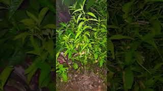 Vajradanti plant ☘️  toothcare viralvideo ayurvedictips [upl. by Allit]