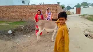 Donkey Ki Sawari nehosh Uda Diye nasreen village vlogs [upl. by Anaitsirk217]