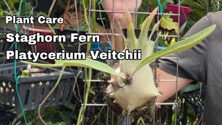 Platycerium Veitchii  Silver Staghorn Fern  Ep111 [upl. by Econah109]