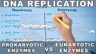 DNA Replication  Prokaryotic vs Eukaryotic Enzymes [upl. by Rumpf]