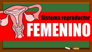 🌸SISTEMA REPRODUCTOR FEMENINO 👩‍🦰❤🌸 Órganos internos [upl. by Aivad]