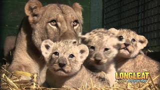 Longleat Lion Cubs at four weeks old [upl. by Tolliver701]