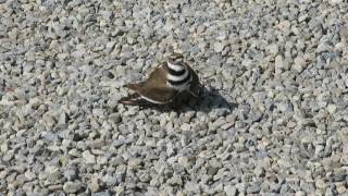 Killdeer broken wing act [upl. by Fleece]