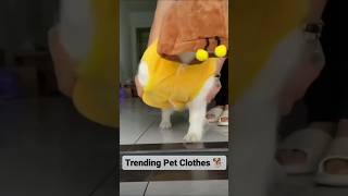 Winter Is Arrived amp Winter Clothes For Pet 🐕🐕 viral trending dog pets shorts [upl. by Anavi303]