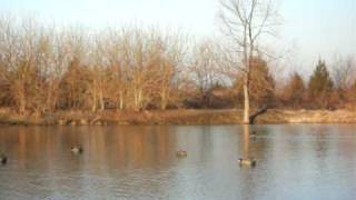 duck hunting quotcanvasback footagequot [upl. by Dever429]