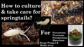 How to make a springtail culture with care in 3 minutes [upl. by Aroz]