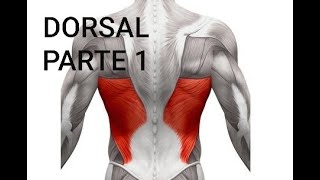 Ejercicio para el dorsal en casa para principiantes [upl. by Nalahs436]