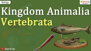 Kingdom Animalia  Vertebrata  Class 11 Biology  iKen [upl. by Harelda]