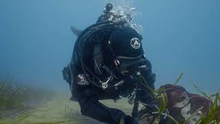 Posidonia oceanica restoration project in Bergeggi Italy [upl. by Otiragram]