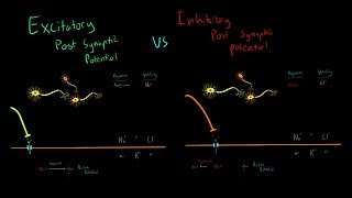 Excitatory vs Inhibitory Neurotransmitters and Post Synaptic Potentials Triggering Action Potentials [upl. by Bivins213]