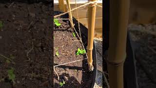 Cheap and Easy Trellis for peas and beans [upl. by Clardy]