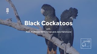 The Future Of Black Cockatoos FULL PODCAST EPISODE [upl. by Yebba999]