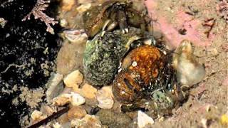 Hermit crabs fighting [upl. by Asim]