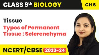 Types of Permanent Tissue  Sclerenchyma  Tissue  Class 9 Biology Chapter 6  202324 [upl. by Hyps]