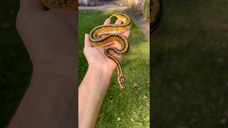 BEAUTIFUL LOW WHITE PIEBALD BALL PYTHON [upl. by Sualokin645]