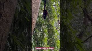 Indian giant squirrel  tirupati indianwildlife Malabar giant squirrel trending nature [upl. by Nhguaved]