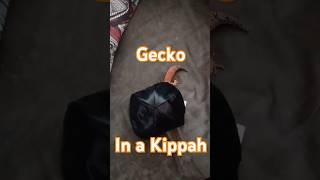 Gecko in A Kippah ✡️ funny jewishholidays yomkippur leopardgeckos [upl. by Baryram345]