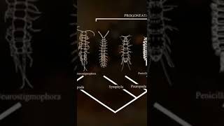 Les arthropodes sortent de leau documentaire dinosaurs [upl. by Ynnod888]