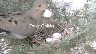 Mourning Dove and Mate Hatch Eggs [upl. by Willow]