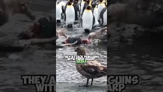 Storm Petrels Penguin Hunt  Natures Drama Unfolds [upl. by Ulberto]