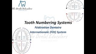 Tooth Numbering Systems Fédération Dentaire Internationale FDI System [upl. by Illehs]