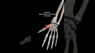 opponens pollicis with origin insertion Nerve supply actions thenar muscleupperlimb anatomy hand [upl. by Laktasic]