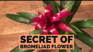 Bromeliad Guzmania  How To Care [upl. by Trauner]