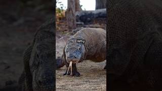 Komodo Dragons Deadly Hunting Skills Natures Perfect Predator animals komodo komodoisland [upl. by Epoh]