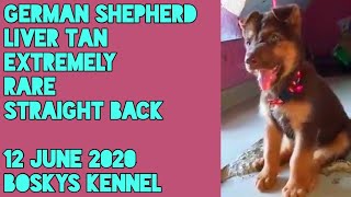 12 June 2020 Liver Tan Extremely RARE German Shepherd Straight Back from Boskys Kennel [upl. by Assiruam]