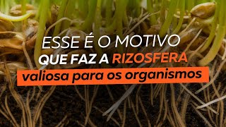 Esse é o motivo que faz a rizosfera valiosa para os microrganismos [upl. by Nered]