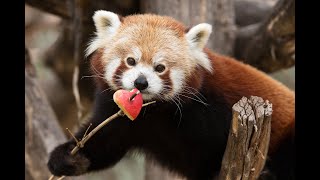 Valentinstag amp Paarung der Roten Pandas I Tiergarten Schönbrunn [upl. by Peednus]