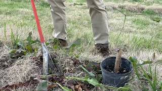 Elderberry Farming  Transplanting Pocahontas Starts [upl. by Etnahsa781]