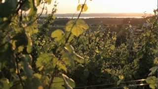 Wineries in Michigan  A Pure Michigan Summer [upl. by Aihsa]